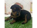 Miniature Pinscher Puppy for sale in Rolla, MO, USA
