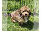 Poovanese PUPPY FOR SALE ADN-790176 - Toby Gold Sable Male