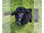 Poovanese PUPPY FOR SALE ADN-790178 - Tux Black Male