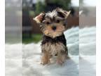 Yorkshire Terrier PUPPY FOR SALE ADN-790184 - Yorkie puppies Yorkshire terrier