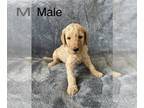 Goldendoodle PUPPY FOR SALE ADN-790187 - Goldendoodle