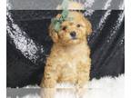 Poodle (Toy) PUPPY FOR SALE ADN-790188 - Teaser AKC Poodle