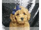 Poodle (Toy) PUPPY FOR SALE ADN-790193 - Fitbit AKC Poodle