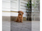 Golden Labrador PUPPY FOR SALE ADN-790199 - Red Lab Puppies