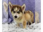 Siberian Husky PUPPY FOR SALE ADN-790204 - Striker Financing Available