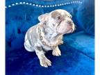 French Bulldog PUPPY FOR SALE ADN-790216 - Lilac Merle Fluffy Carrier