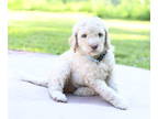 Goldendoodle PUPPY FOR SALE ADN-790221 - Cute N Cuddly Goldendoodle Puppies