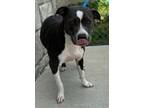 Adopt Lily a American Staffordshire Terrier