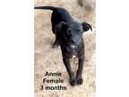 Adopt Annie a Labrador Retriever