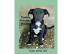 Adopt Cookie a Terrier