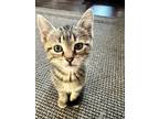 Adopt Jelly Roll a Domestic Short Hair, Tabby
