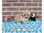 Cavapoo PUPPY FOR SALE ADN-790335 - Sweet toy Cavapoo puppy