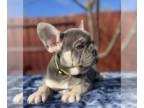 French Bulldog PUPPY FOR SALE ADN-790341 - Blue and Tan