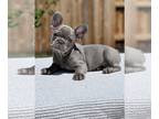 French Bulldog PUPPY FOR SALE ADN-790347 - Blue French Bulldog Puppy