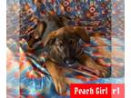 German Shepherd Dog-Saint Bernard Mix PUPPY FOR SALE ADN-790361 - Peach Girl