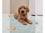 Golden Retriever PUPPY FOR SALE ADN-790365 - Lasy male Puppy Pick up this