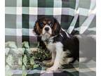 Cavalier King Charles Spaniel PUPPY FOR SALE ADN-790377 - Adorable Cavalier King