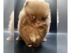 Pomeranian PUPPY FOR SALE ADN-790378 - Chocolate teacup Pomeranian puppy