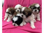 Shih Tzu PUPPY FOR SALE ADN-790381 - Adorable Shih Tzu Pups