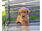Golden Retriever PUPPY FOR SALE ADN-790391 - AKC Golden Retriever Puppies