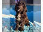 Bernedoodle PUPPY FOR SALE ADN-790407 - Standard F1 Brindle Abstract Bernedoodle