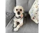 Adopt Blossom a Yorkshire Terrier