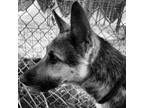 Adopt Star a German Shepherd Dog