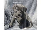 Adopt Marmalade a Pit Bull Terrier, Labrador Retriever