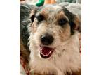 Adopt Rogue a Wirehaired Terrier