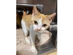 Adopt Polly Crackers a Domestic Short Hair