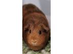 Adopt Dolly Parton a Guinea Pig