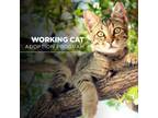 Adopt Working Cat Zeusette a Domestic Short Hair