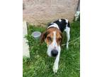 Adopt Lady a Hound, Mixed Breed
