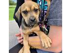 Adopt Ceylon (5) a Terrier