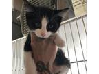 Adopt Buttercup a Domestic Short Hair