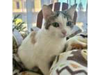 Adopt Radish Chavez 8998 a Domestic Short Hair, Extra-Toes Cat / Hemingway