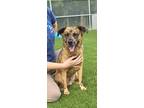 Adopt COOKIE CRISP a Hound, Mixed Breed