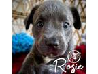 Adopt Rosie SUMMER a Pit Bull Terrier, Mixed Breed