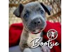 Adopt Bootsie SUMMER a Pit Bull Terrier, Mixed Breed