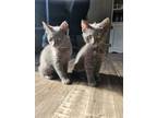 Adopt 3 kittens a Russian Blue, Domestic Short Hair