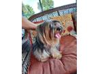 Adopt Cookie a Yorkshire Terrier
