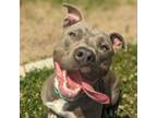 Adopt Chawnte a Pit Bull Terrier