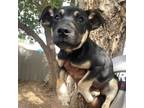 Adopt Pickles a Mixed Breed