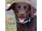 Adopt Ruby a Chocolate Labrador Retriever