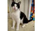 Adopt Folklore (Polydactyl) a Domestic Short Hair