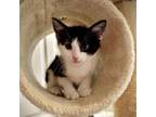 Adopt Debut (Polydactyl) a Domestic Short Hair