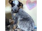 Adopt Edwina a Australian Cattle Dog / Blue Heeler