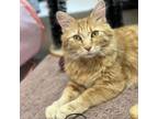 Adopt RebaSweetest lap cat! Adoption fee $0! a Domestic Medium Hair
