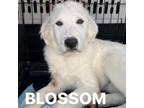 Adopt Blossom A5606261 a Great Pyrenees, Mixed Breed