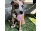 Adopt LACEY-A2130641 a Pit Bull Terrier